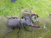 Kdo nám žije na zahrádce